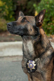 Special Services / K-9